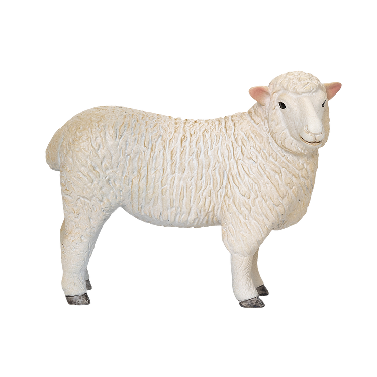 Romney Sheep Ewe