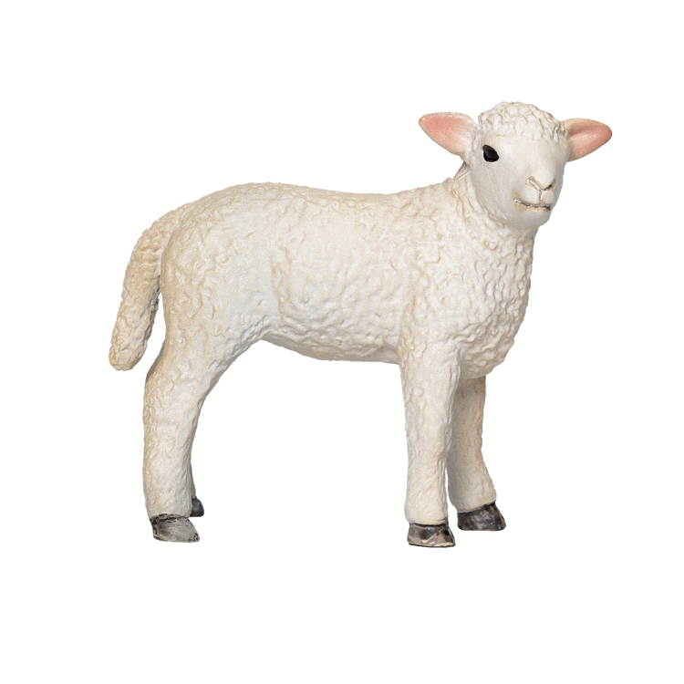 Romney Sheep Lamb Standing