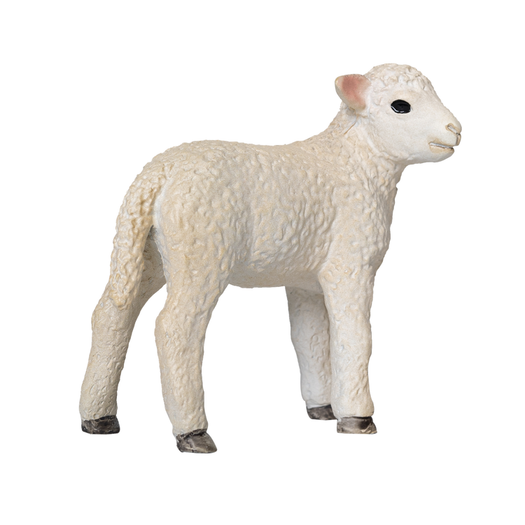 Romney Sheep Lamb Standing