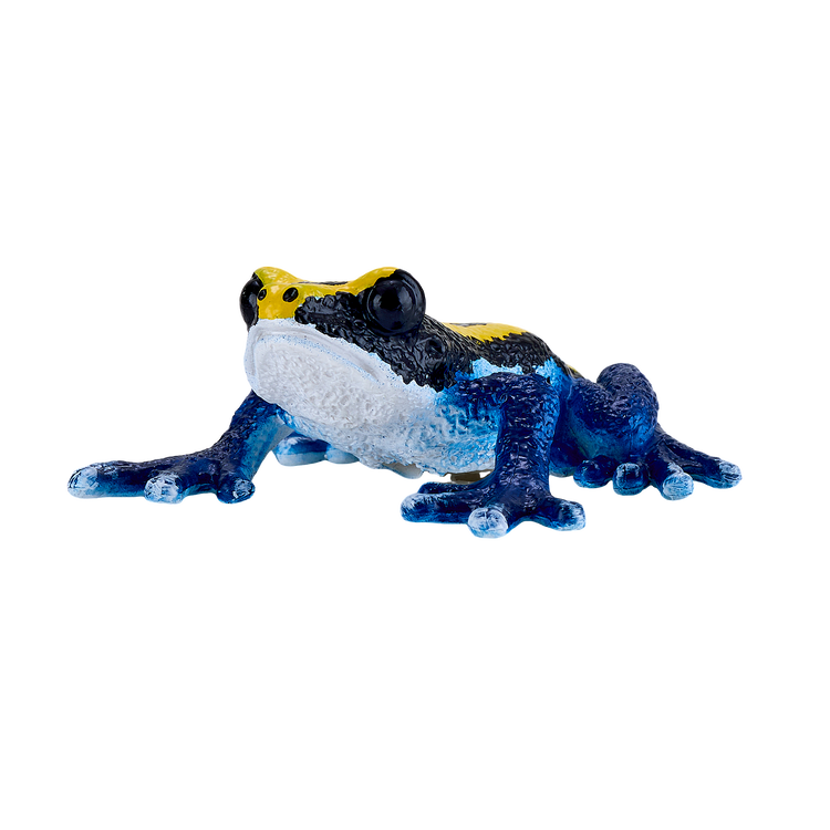 Poison Dart Frog Blue