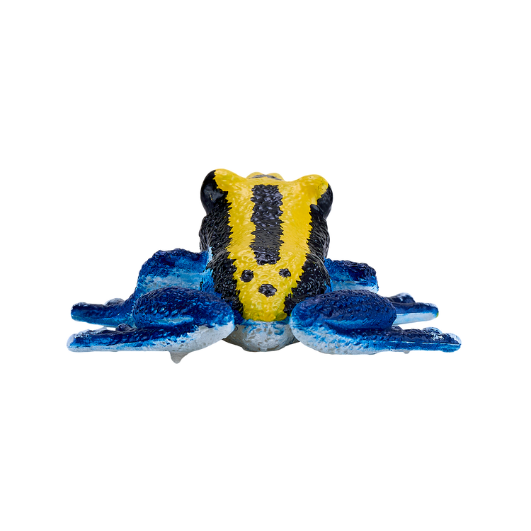 Poison Dart Frog Blue