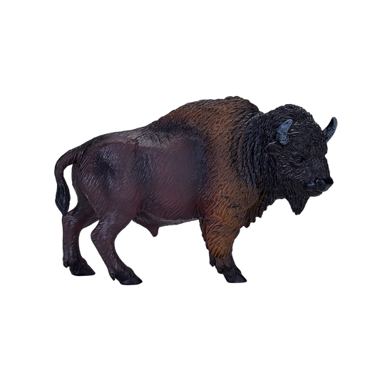 American Bison / Buffalo