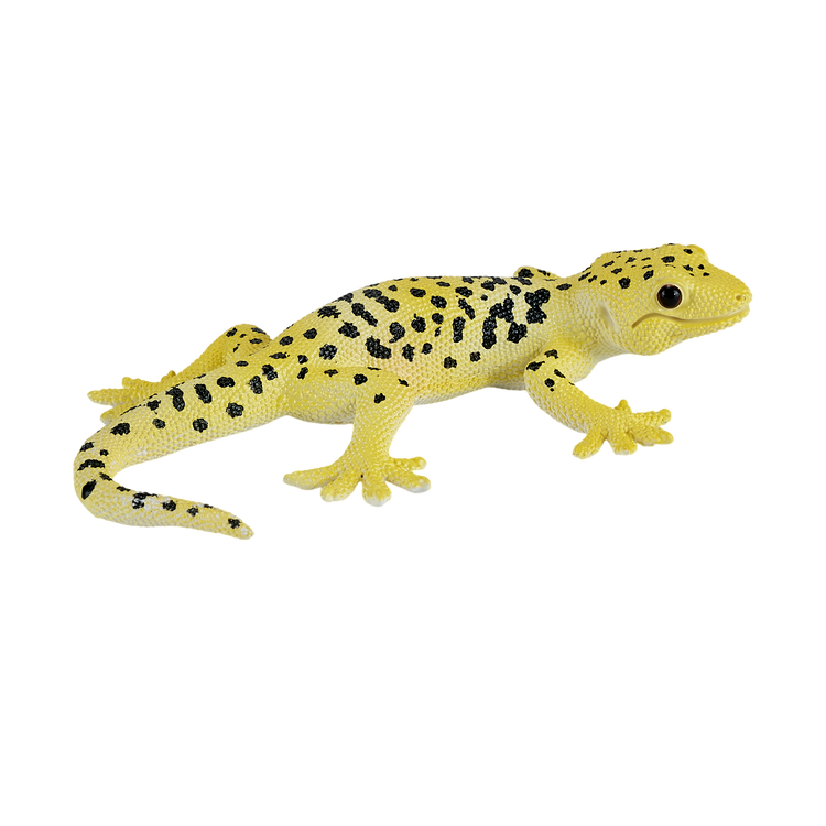 Leopard Gecko