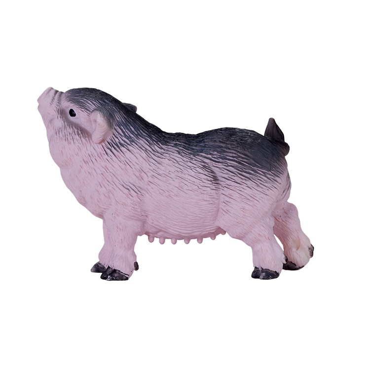 Pot Bellied Piglet