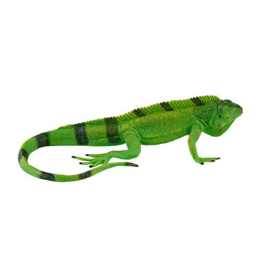 Iguana