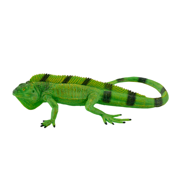 Iguana