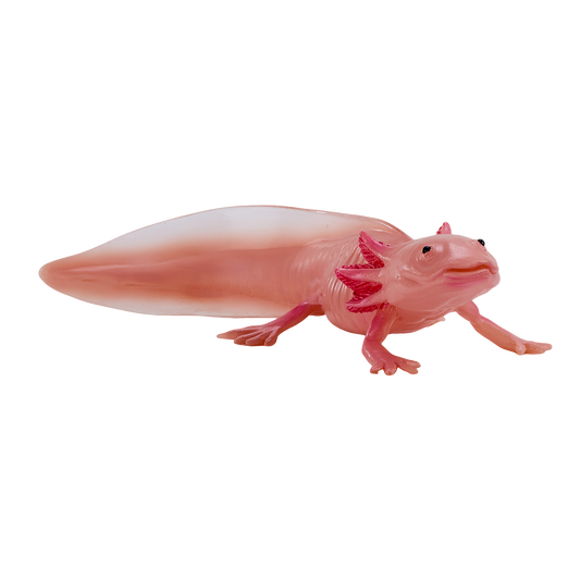 Axolotl