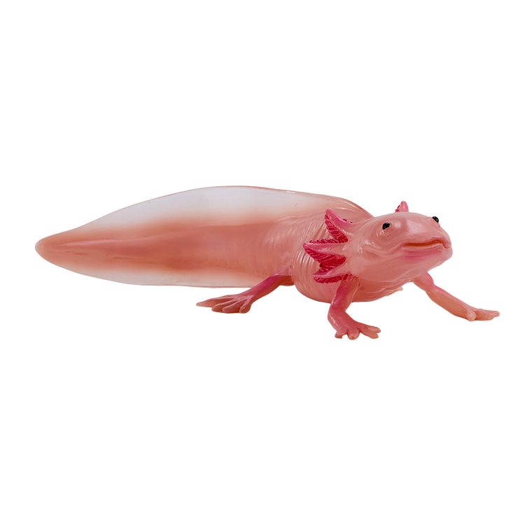 Axolotl