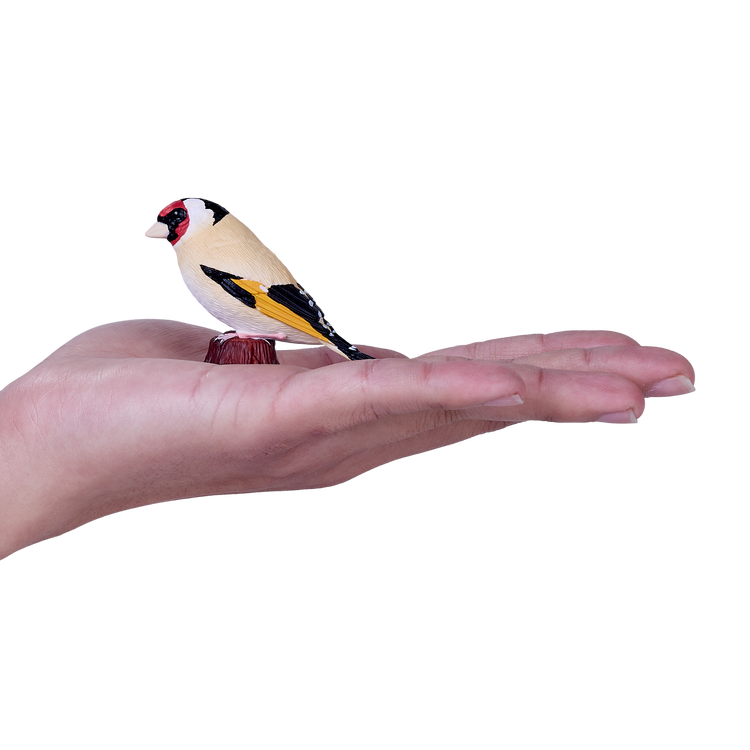 European Goldfinch
