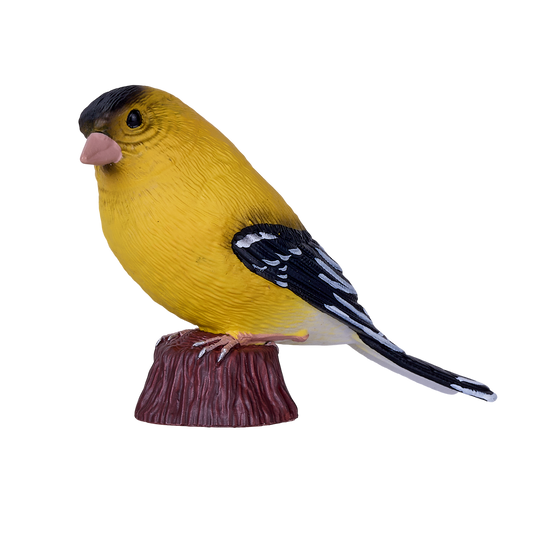 American Goldfinch