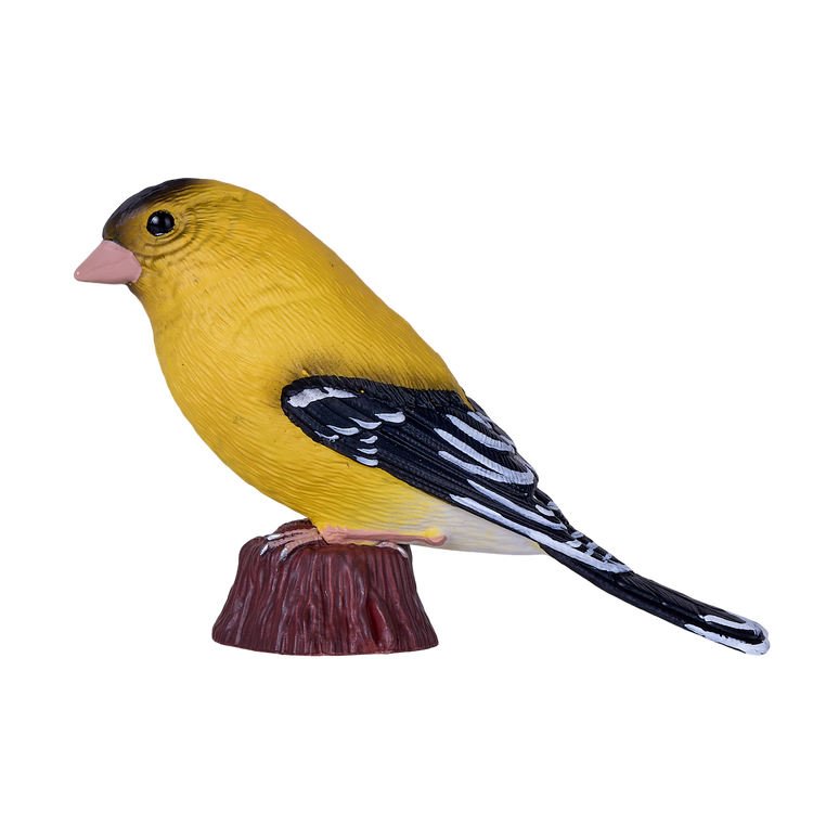 American Goldfinch