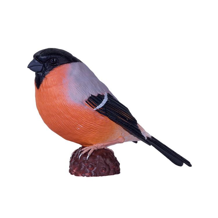 Bullfinch