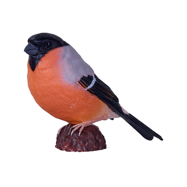 Bullfinch
