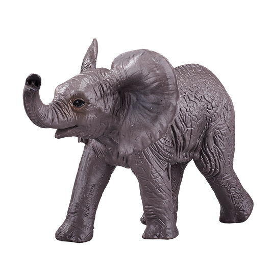 African Elephant Calf