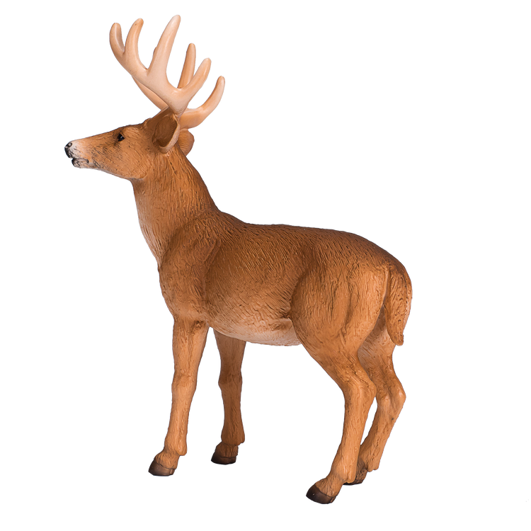 White Tailed Deer Buck