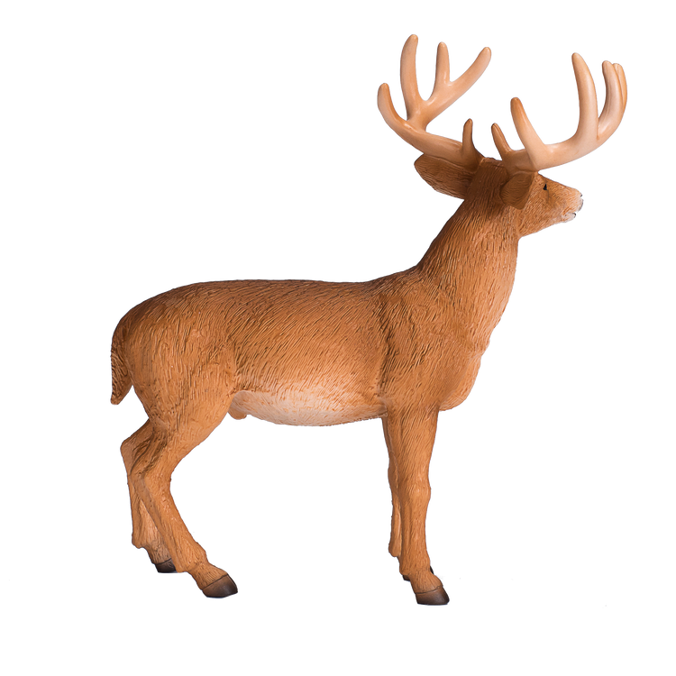 White Tailed Deer Buck