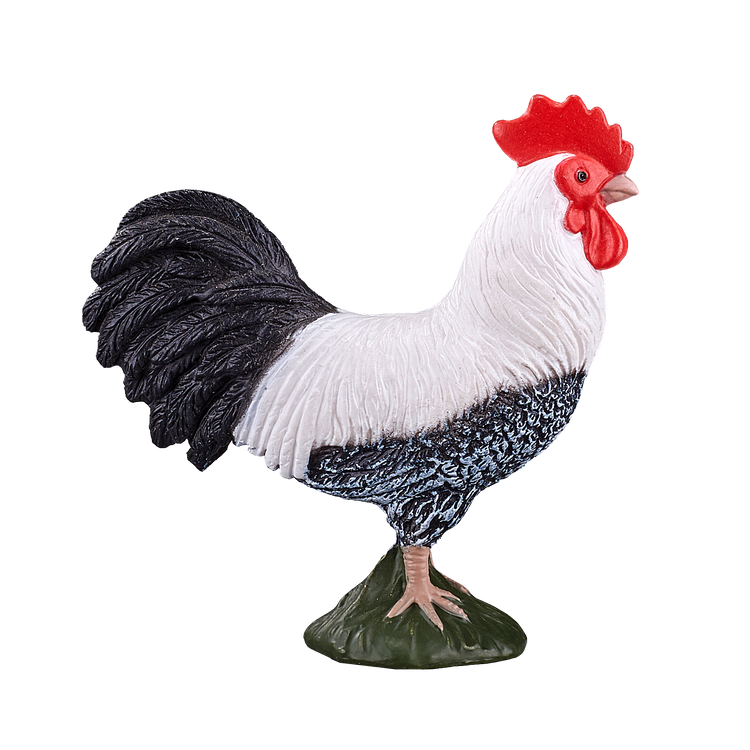 Cockerel