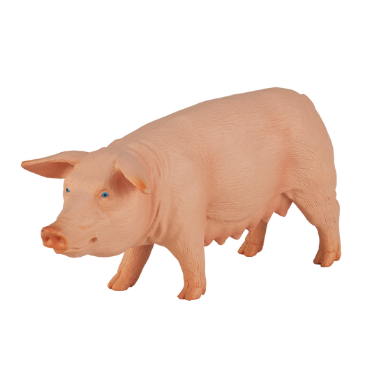 Pig (Sow)