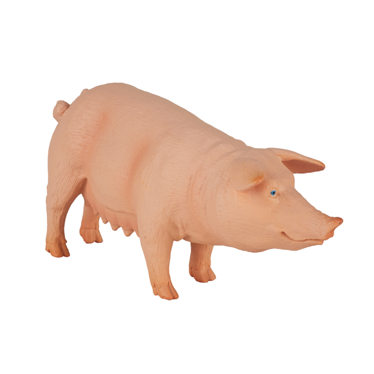Pig (Sow)