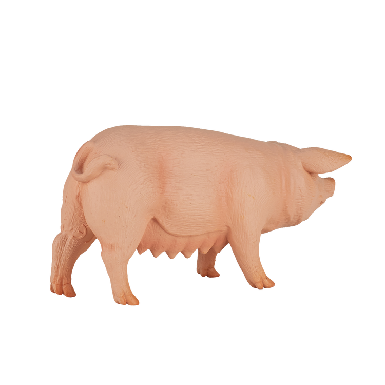 Pig (Sow)