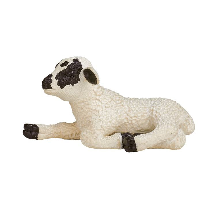 Black Faced Lamb Laying down