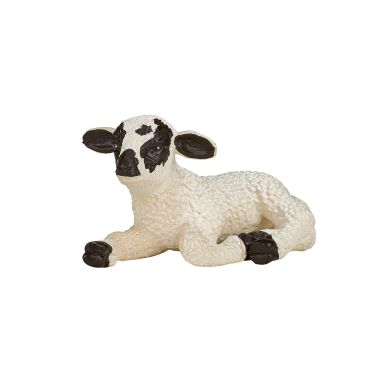 Black Faced Lamb Laying down