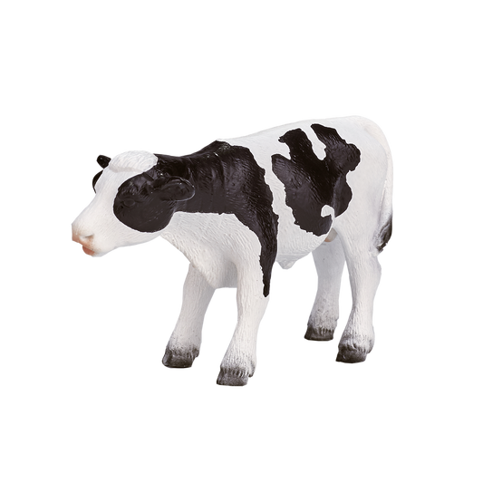 Holstein Calf standing