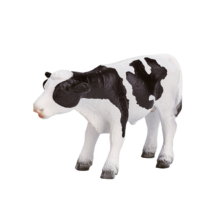 Holstein Calf standing