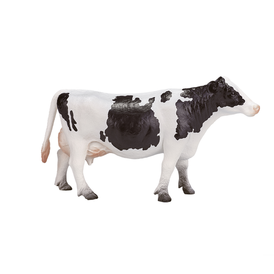 Holstein Cow
