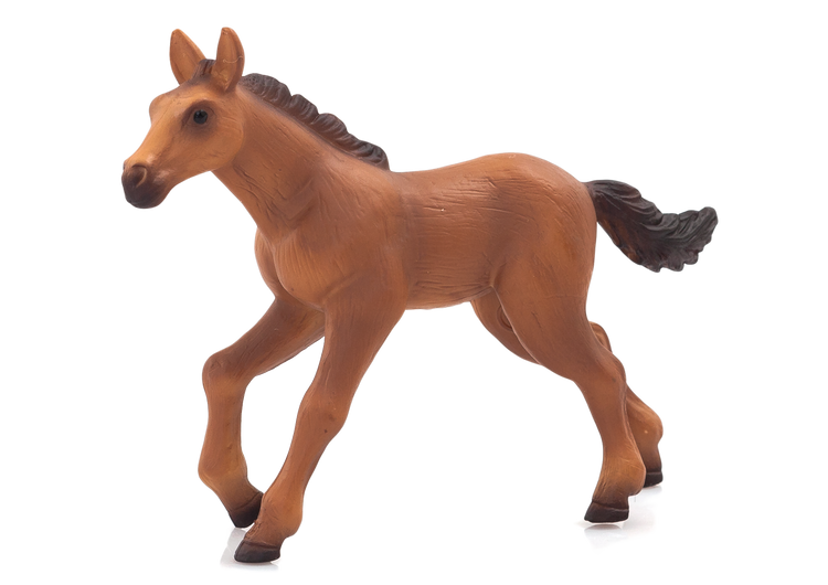 Hannoverian Foal running
