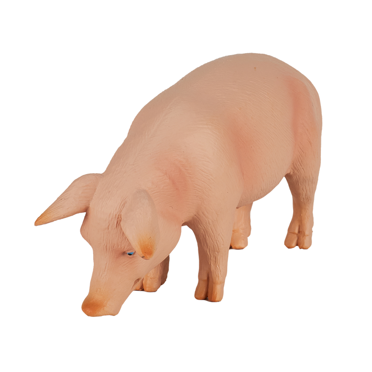 Pig (Boar)