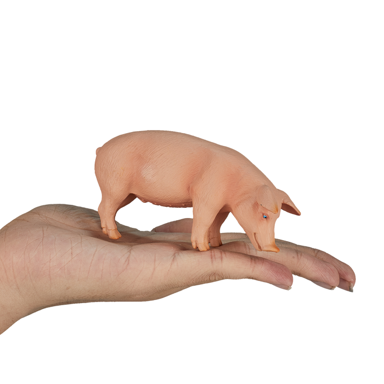 Pig (Boar)