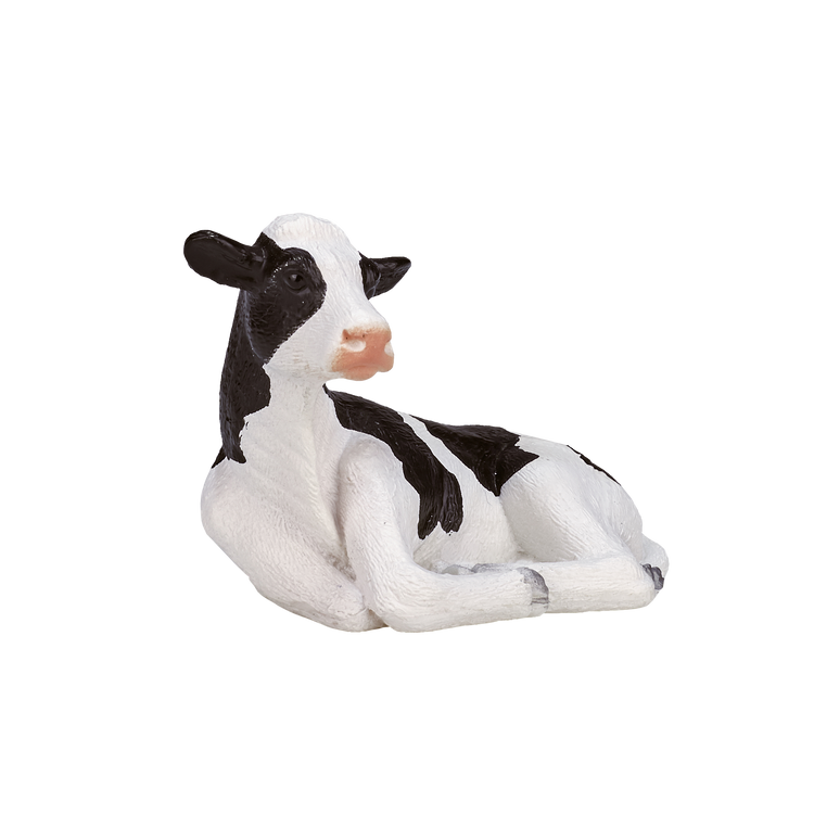 Holstein Calf  laying down