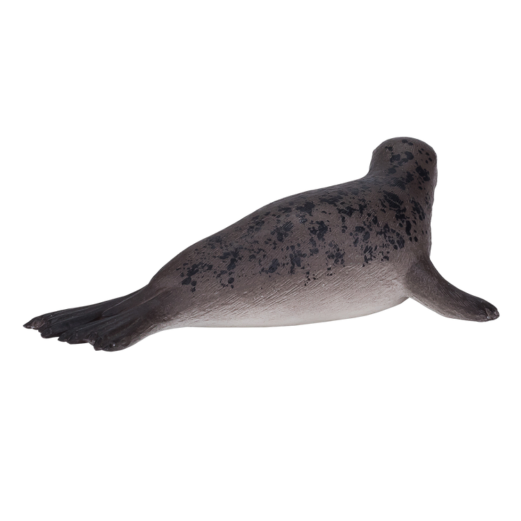 Grey Seal