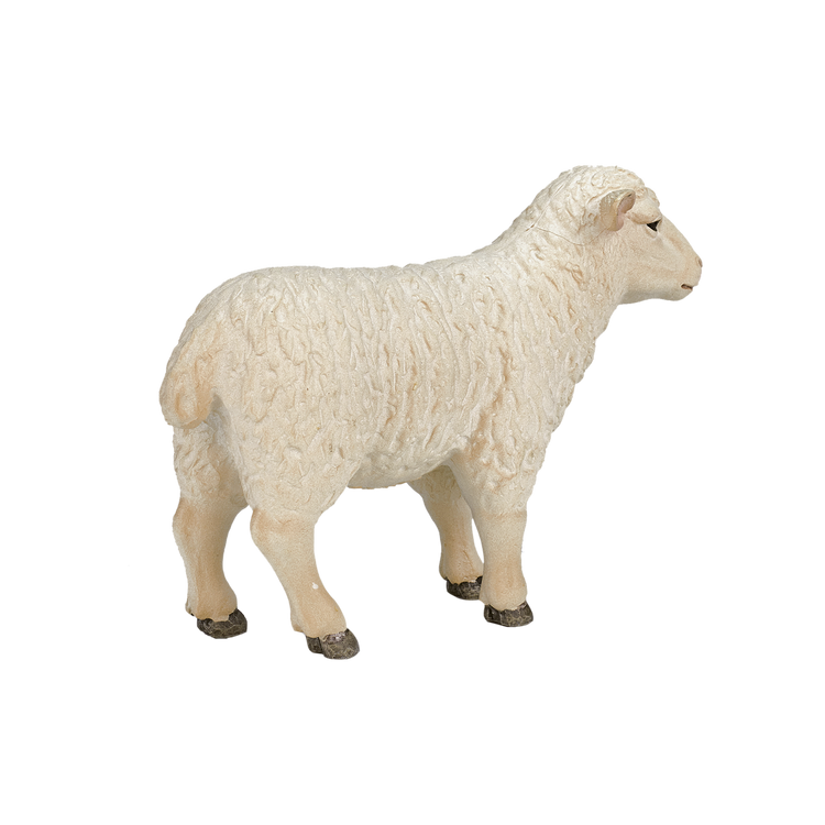 Sheep (Ewe)