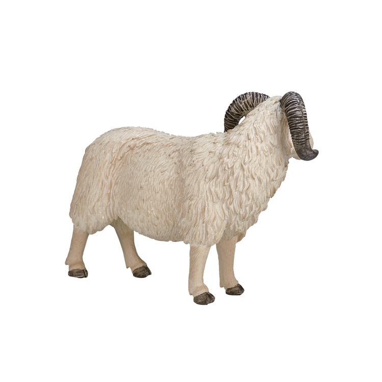 Sheep (Ram)