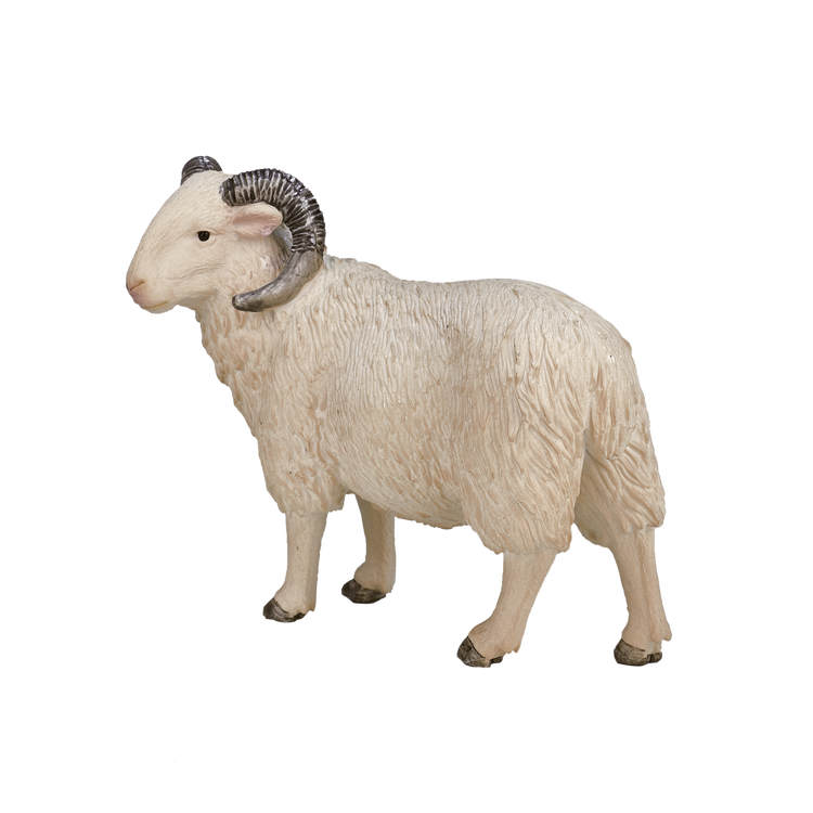 Sheep (Ram)