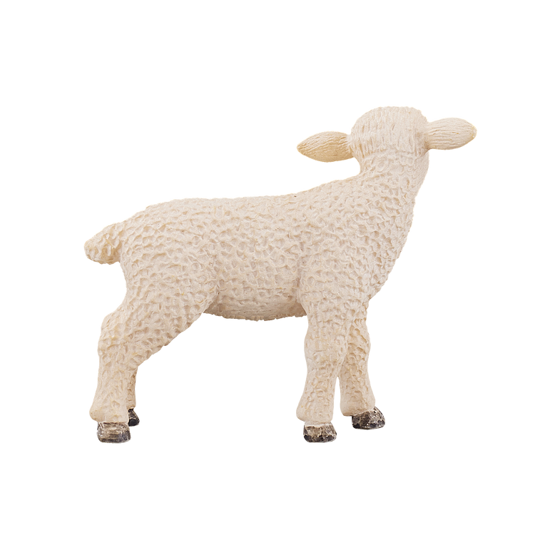Lamb Standing