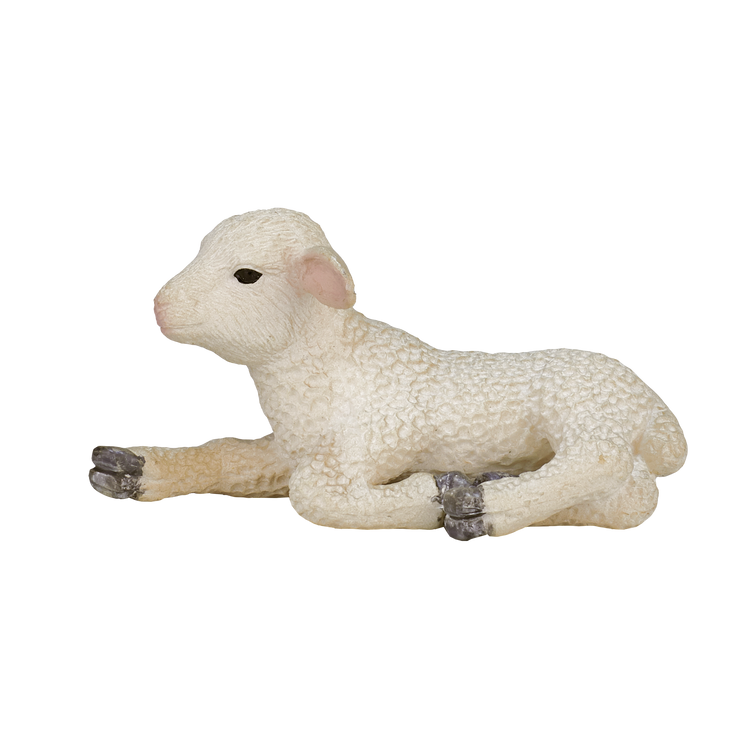 Lamb Laying down