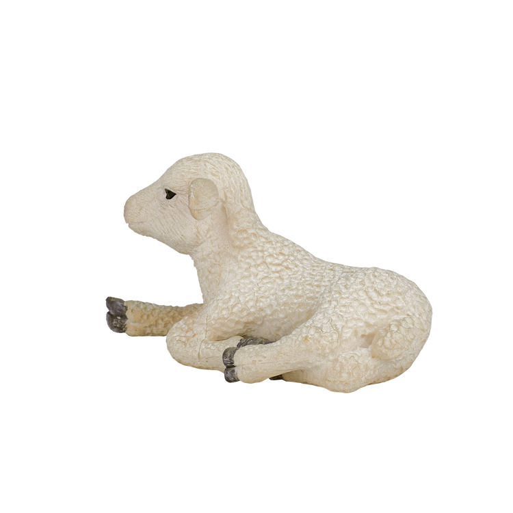 Lamb Laying down