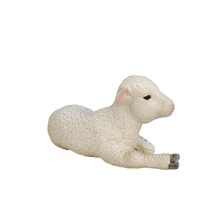 Lamb Laying down