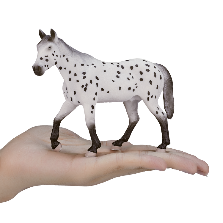 Appaloosa Stallion