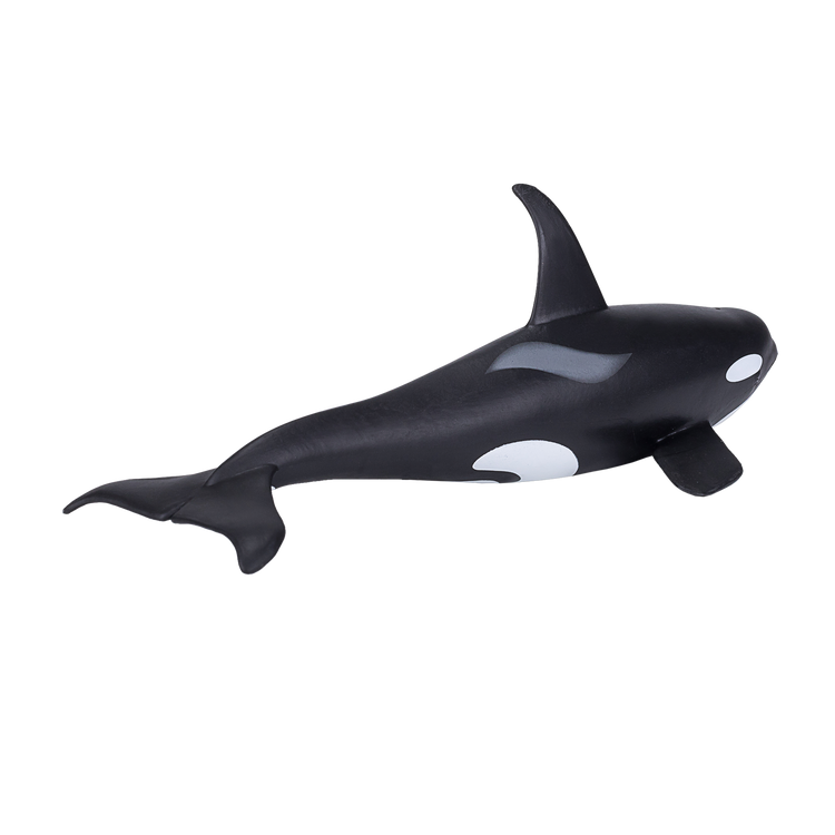 Orca Male