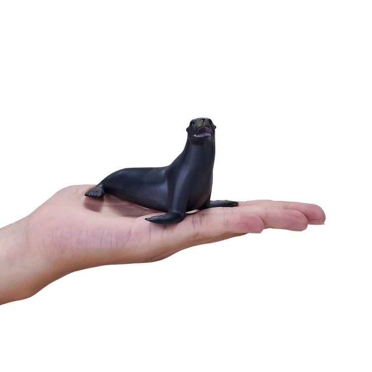 Californian Sea Lion