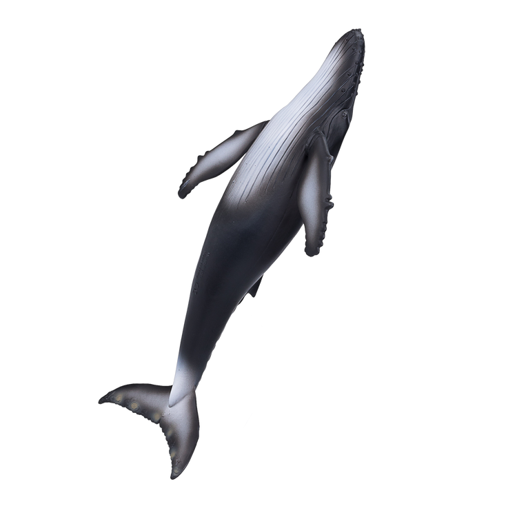 Humpback Whale