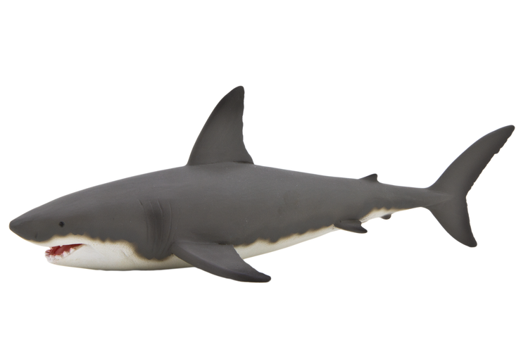 Great White Shark