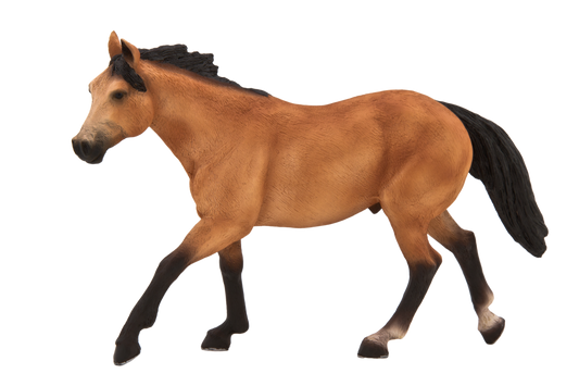 Quarter Horse Buckskin
