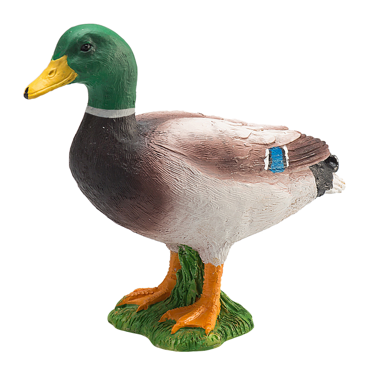 Mallard Duck