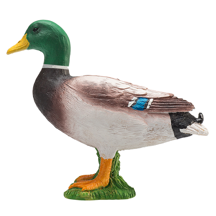 Mallard Duck