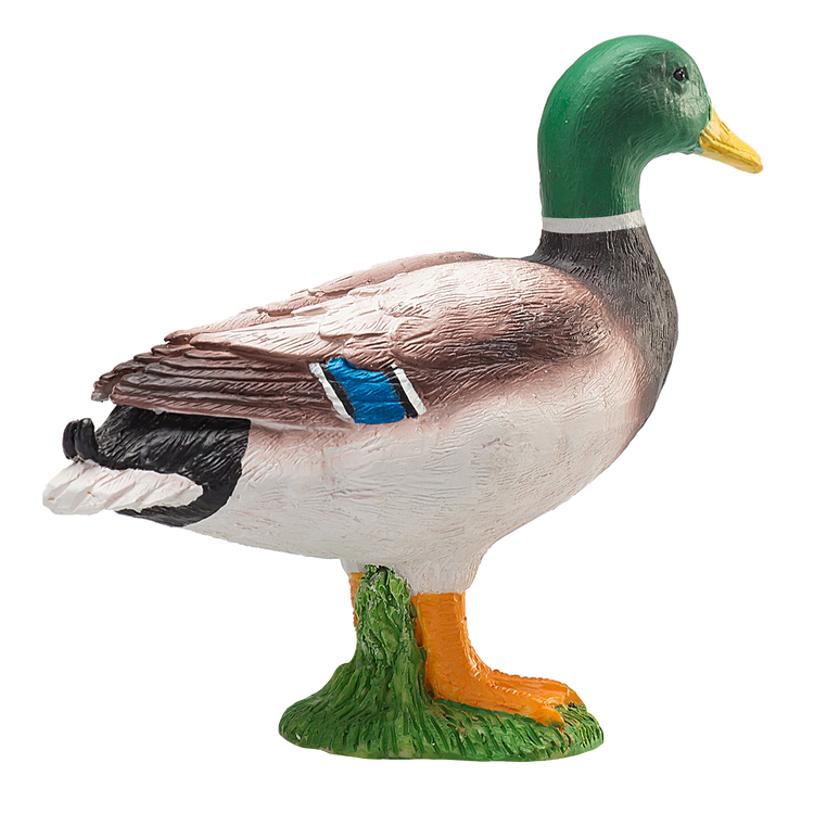 Mallard Duck